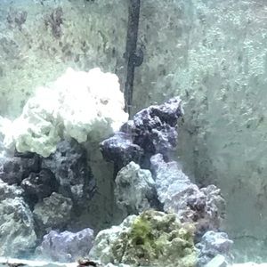 Meet your Posher, Sarjo